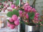 シンフォリカリポス♪｜「花かざり」　（大阪府大阪市城東区の花キューピット加盟店 花屋）のブログ