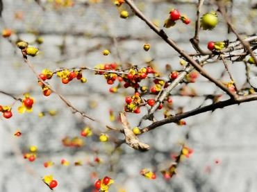 秋の実物　ツルウメモドキ（蔓梅擬き）｜「彩季舎」　（群馬県高崎市の花キューピット加盟店 花屋）のブログ
