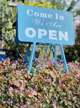 コンペイトウ｜「彩季舎」　（群馬県高崎市の花キューピット加盟店 花屋）のブログ
