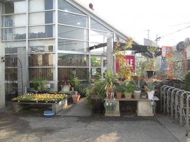 アニバーサリーフェア　本日から！｜「難波ナーセリー」　（岡山県倉敷市の花キューピット加盟店 花屋）のブログ
