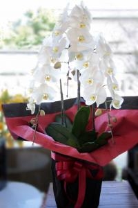 御祝胡蝶蘭｜「アライ花店」　（山形県山形市の花キューピット加盟店 花屋）のブログ