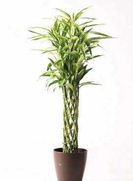 幸せが押し寄せる！｜「彩季舎」　（群馬県高崎市の花キューピット加盟店 花屋）のブログ