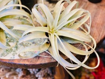 入門編｜「彩季舎」　（群馬県高崎市の花キューピット加盟店 花屋）のブログ