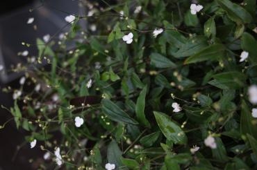 ６月最後の日曜｜「アライ花店」　（山形県山形市の花キューピット加盟店 花屋）のブログ