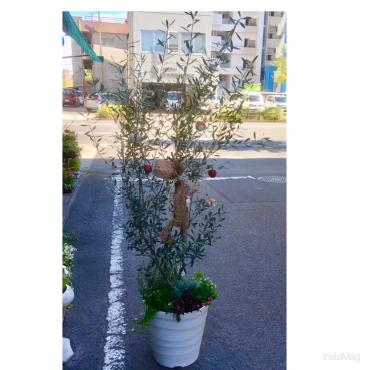 ナチュラルな　オリーブツリー｜「フローリスト飾り屋」　（鹿児島県鹿児島市の花キューピット加盟店 花屋）のブログ
