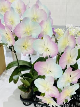 変わった胡蝶蘭鉢｜「ポピー」　（京都府八幡市の花キューピット加盟店 花屋）のブログ