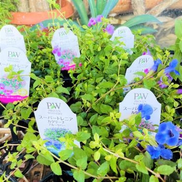 昨日の鉢苗物仕入れ（スーパートレニア・セイロンランティア・アロエ他）｜「ポピー」　（京都府八幡市の花キューピット加盟店 花屋）のブログ