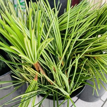 お盆の準備を｜「ポピー」　（京都府八幡市の花キューピット加盟店 花屋）のブログ