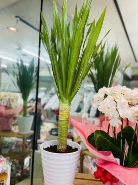 ドラセナ（ドラコ・竜血樹）がカッコイイ！｜「ポピー」　（京都府八幡市の花キューピット加盟店 花屋）のブログ