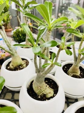 塊根植物（アデニウム）が入荷！！｜「ポピー」　（京都府八幡市の花キューピット加盟店 花屋）のブログ