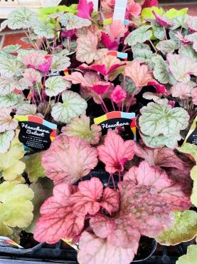 昨日の鉢苗物仕入れ（ヒューケラ・多肉植物・アロエ・干しネギ他）オシャレなもの多め｜「ポピー」　（京都府八幡市の花キューピット加盟店 花屋）のブログ