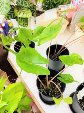 昨日の鉢苗物仕入れ（アロカシアスティングレイ・リンドウ苗・多肉植物・他）｜「ポピー」　（京都府八幡市の花キューピット加盟店 花屋）のブログ