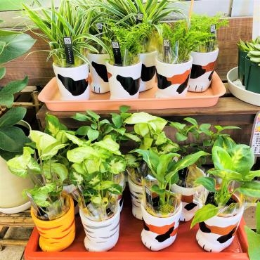 昨日の鉢苗物仕入れ（ミニ観葉植物ネコ足・ラブミーベゴニア・チェリーセージブルー他）｜「ポピー」　（京都府八幡市の花キューピット加盟店 花屋）のブログ