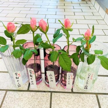 実験中です。お花を長持ちさせる方法｜「ポピー」　（京都府八幡市の花キューピット加盟店 花屋）のブログ
