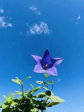 秋晴れ｜「ポピー」　（京都府八幡市の花キューピット加盟店 花屋）のブログ