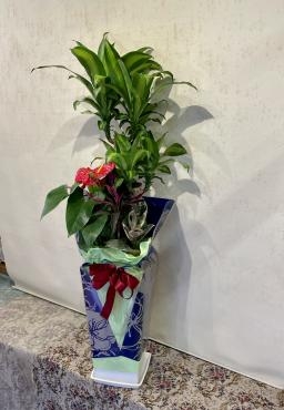 御祝のお届け物＆店休日のお知らせ｜「フローリスト飾り屋」　（鹿児島県鹿児島市の花キューピット加盟店 花屋）のブログ