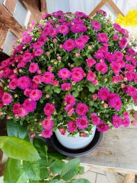 苗物入荷情報（ガーデンマム大・プチアスター・桃式部・多肉植物・他）｜「ポピー」　（京都府八幡市の花キューピット加盟店 花屋）のブログ