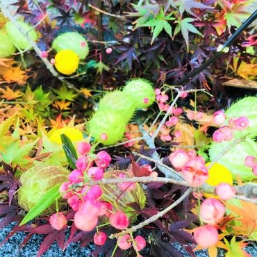 今週の飛行神社の花手水｜「ポピー」　（京都府八幡市の花キューピット加盟店 花屋）のブログ