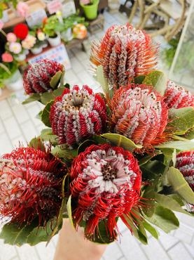 バンクシア（コクシニア）｜「ポピー」　（京都府八幡市の花キューピット加盟店 花屋）のブログ