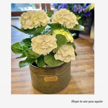 珍しい感♡満載の紫陽花シリーズ・・・｜「フローリスト飾り屋」　（鹿児島県鹿児島市の花キューピット加盟店 花屋）のブログ
