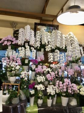 お祝いの胡蝶蘭、紫陽花おススメですよ～｜「フローリスト飾り屋」　（鹿児島県鹿児島市の花キューピット加盟店 花屋）のブログ
