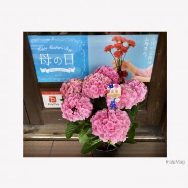 母の日ギフトはお早めにご予約を(*‘∀‘)｜「フローリスト飾り屋」　（鹿児島県鹿児島市の花キューピット加盟店 花屋）のブログ