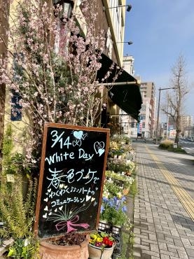 ホワイトデーに春だより｜「フローリスト飾り屋」　（鹿児島県鹿児島市の花キューピット加盟店 花屋）のブログ