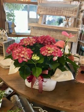 紫陽花入荷＆母の月、グリーンライフが楽しい｜「フローリスト飾り屋」　（鹿児島県鹿児島市の花キューピット加盟店 花屋）のブログ