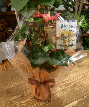 暑中お見舞い＆ほおずき　( *´艸｀)｜「フローリスト飾り屋」　（鹿児島県鹿児島市の花キューピット加盟店 花屋）のブログ