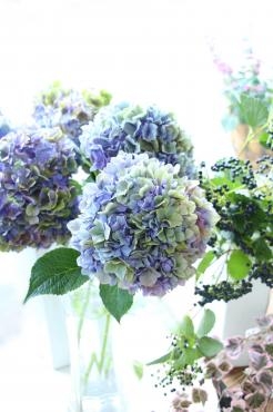 『秋色』アジサイ｜「アライ花店」　（山形県山形市の花キューピット加盟店 花屋）のブログ