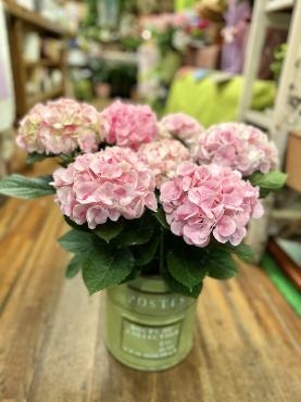 マイナスイオンで癒しの空間に・・・｜「フローリスト飾り屋」　（鹿児島県鹿児島市の花キューピット加盟店 花屋）のブログ
