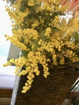 ミモザ～河津桜～春の彩り・・・｜「フローリスト飾り屋」　（鹿児島県鹿児島市の花キューピット加盟店 花屋）のブログ
