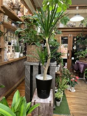マイナスイオンあふれるグリーンライフ！｜「フローリスト飾り屋」　（鹿児島県鹿児島市の花キューピット加盟店 花屋）のブログ