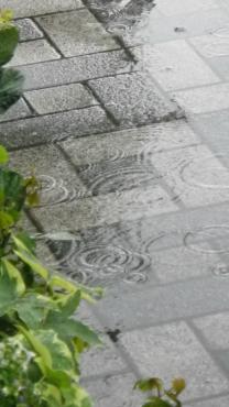 雨に似合うもの・・・｜「フローリスト飾り屋」　（鹿児島県鹿児島市の花キューピット加盟店 花屋）のブログ