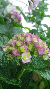 アロマキャンドルにいやされて～｜「フローリスト飾り屋」　（鹿児島県鹿児島市の花キューピット加盟店 花屋）のブログ