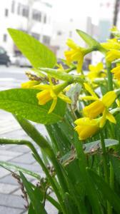緑の恋しさ～　｜「フローリスト飾り屋」　（鹿児島県鹿児島市の花キューピット加盟店 花屋）のブログ