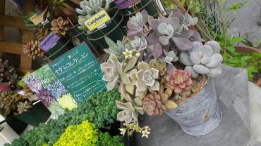 冬越しの「ＴＡＮＩＫＵＰＵＬＡＮＴＳ」・・・・・｜「フローリスト飾り屋」　（鹿児島県鹿児島市の花キューピット加盟店 花屋）のブログ