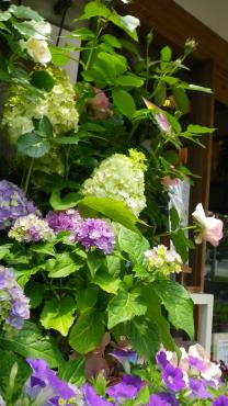 紫陽花の似合う店先です～。｜「フローリスト飾り屋」　（鹿児島県鹿児島市の花キューピット加盟店 花屋）のブログ