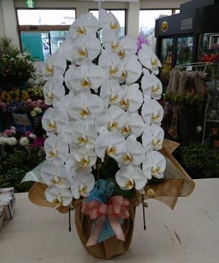 移転オープンのお祝いに♪胡蝶蘭☆｜「愛花」　（愛媛県松山市の花キューピット加盟店 花屋）のブログ