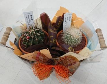 敬老の日　お誕生日　サボテン♪｜「愛花」　（愛媛県松山市の花キューピット加盟店 花屋）のブログ