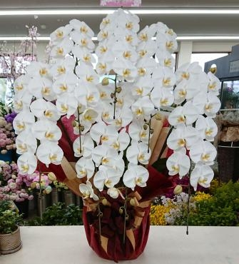 お祝い　胡蝶蘭　７本立ち　白☆｜「愛花」　（愛媛県松山市の花キューピット加盟店 花屋）のブログ