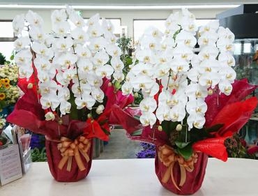 御就任お祝い　胡蝶蘭５本立｜「愛花」　（愛媛県松山市の花キューピット加盟店 花屋）のブログ