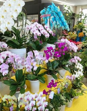 敬老の日2019　胡蝶蘭　新入荷♪｜「愛花」　（愛媛県松山市の花キューピット加盟店 花屋）のブログ