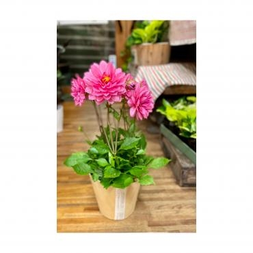 季節の花鉢、贈り物＆観葉植物｜「フローリスト飾り屋」　（鹿児島県鹿児島市の花キューピット加盟店 花屋）のブログ