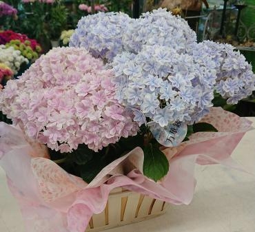母の日2020年♪　アジサイ万華鏡をお届け☆｜「愛花」　（愛媛県松山市の花キューピット加盟店 花屋）のブログ