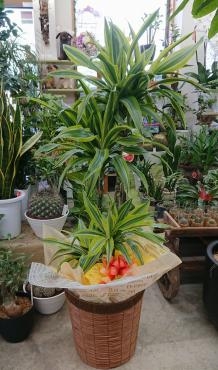 お祝い　観葉植物ドラセナ　レモンライム｜「愛花」　（愛媛県松山市の花キューピット加盟店 花屋）のブログ