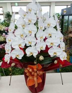 御祝　胡蝶蘭｜「愛花」　（愛媛県松山市の花キューピット加盟店 花屋）のブログ