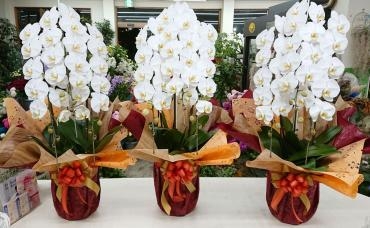 企画展　お祝い　胡蝶蘭白３本立　３鉢｜「愛花」　（愛媛県松山市の花キューピット加盟店 花屋）のブログ