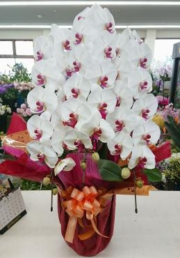 移転お祝い　胡蝶蘭３本立｜「愛花」　（愛媛県松山市の花キューピット加盟店 花屋）のブログ