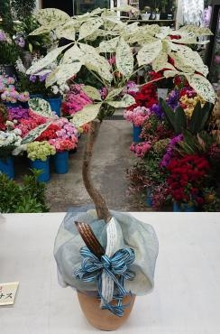 開設お祝い　観葉植物　斑入りパキラ｜「愛花」　（愛媛県松山市の花キューピット加盟店 花屋）のブログ